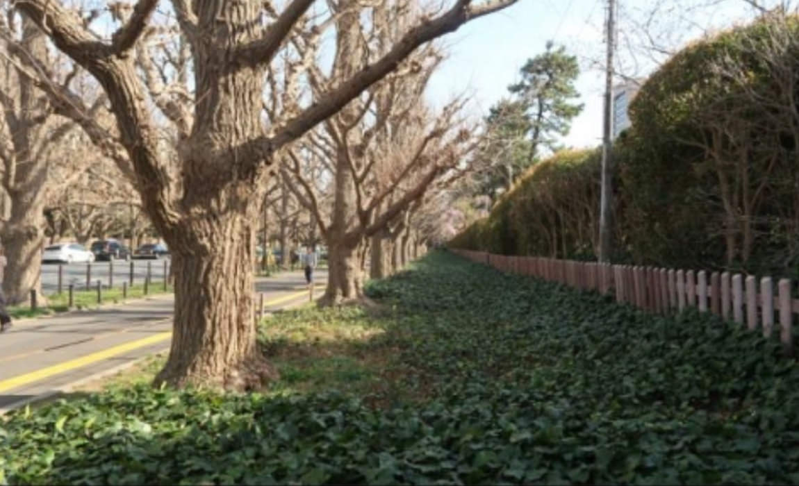 The situation in the area around the Rows of Ginkgo Trees