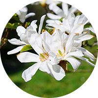  Kobus magnolia