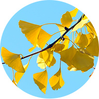 Ginkgo trees