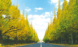 The Four Rows of Ginkgo Trees